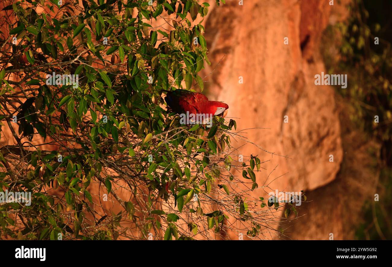 Macaw rosso e verde (Ara chloropterus), Parco Nazionale Chapada dos Guimaraes, Brasile Foto Stock