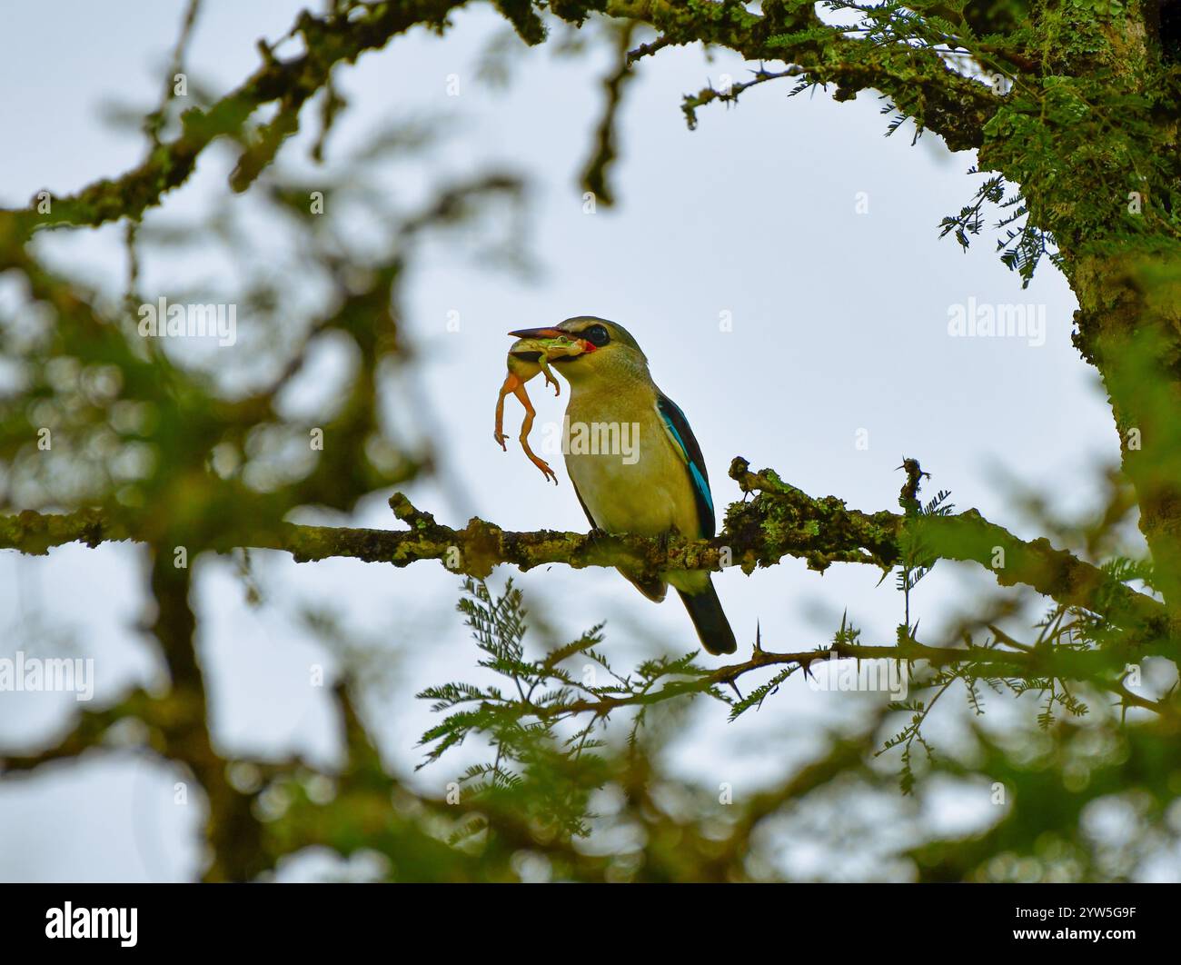 Kingfisher del bosco (Halcyon senegalensis) arroccato su un ramo con prede di rana. Parco nazionale del lago Mburo, Uganda Foto Stock