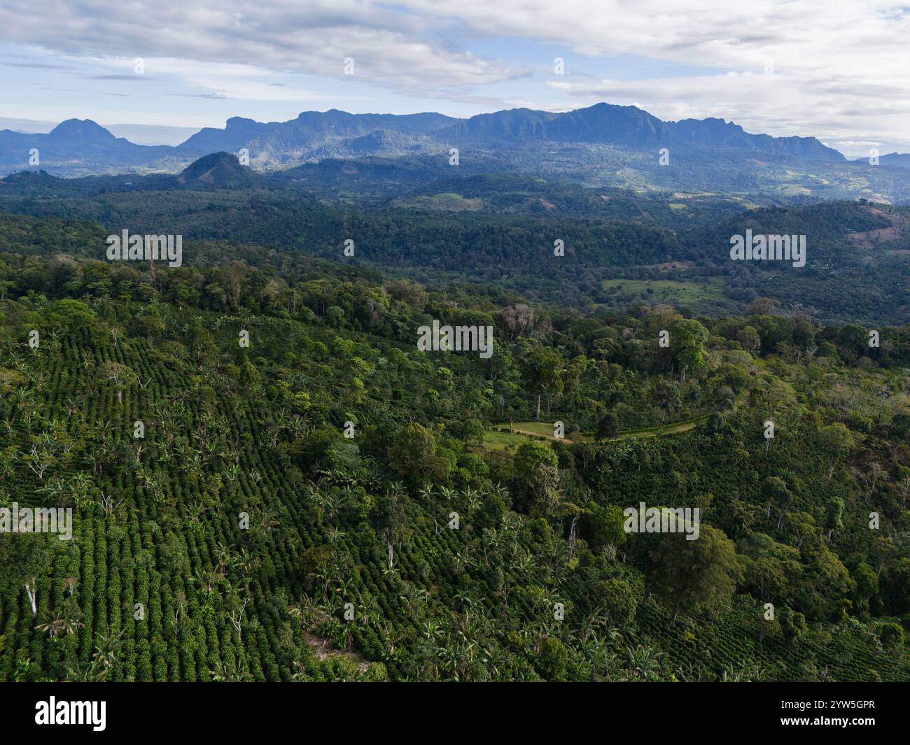 Campo agricolo verde nel paesaggio montano vista aerea con droni Foto Stock