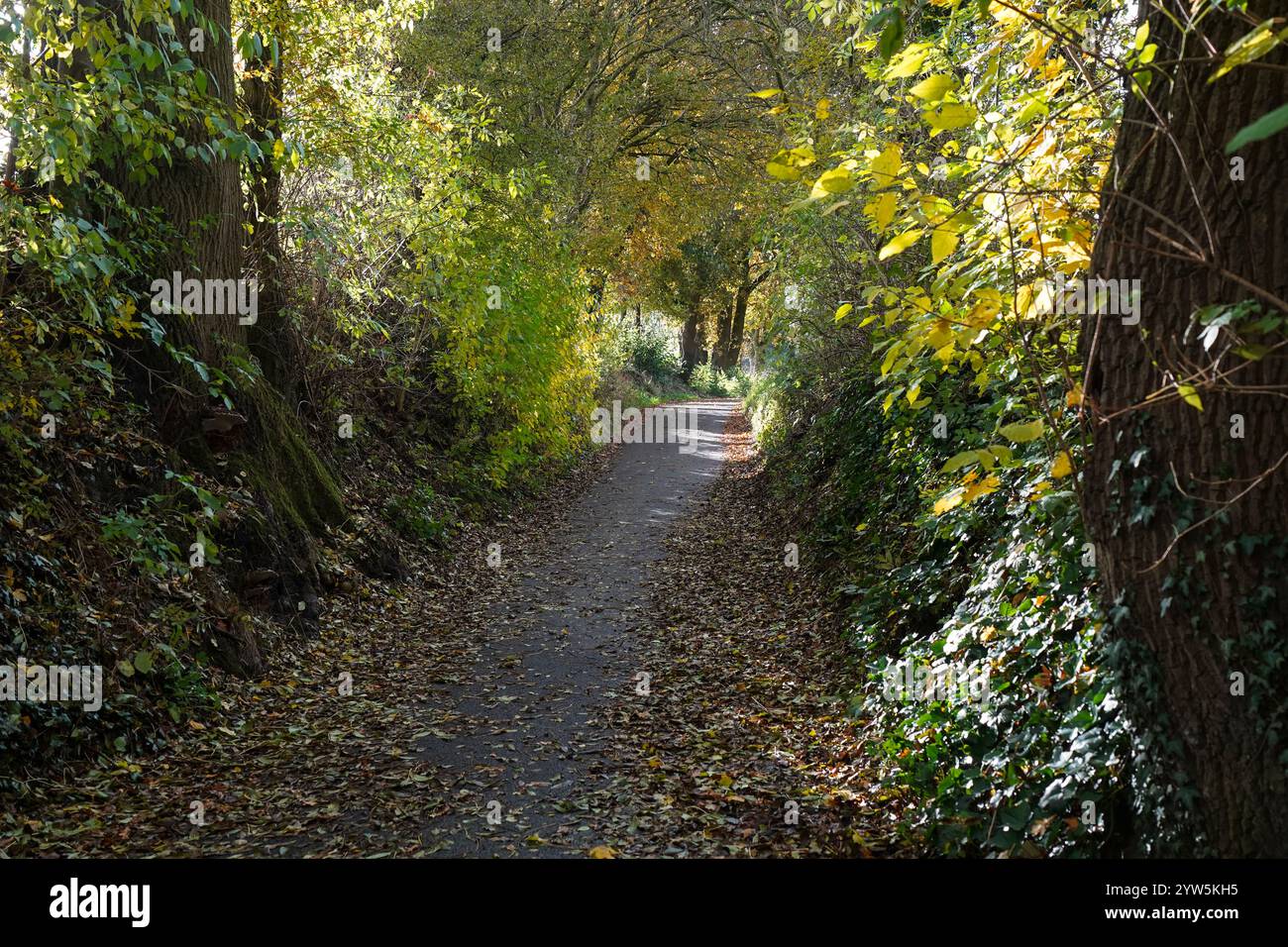 Corsia affondata anche via cavo o holloway con vegetazione autunnale e alberi, kollenberg, Sittard, Paesi Bassi. Foto Stock