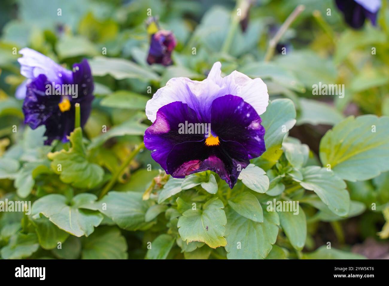 Pansy, Viola sp. in un giardino. Foto Stock