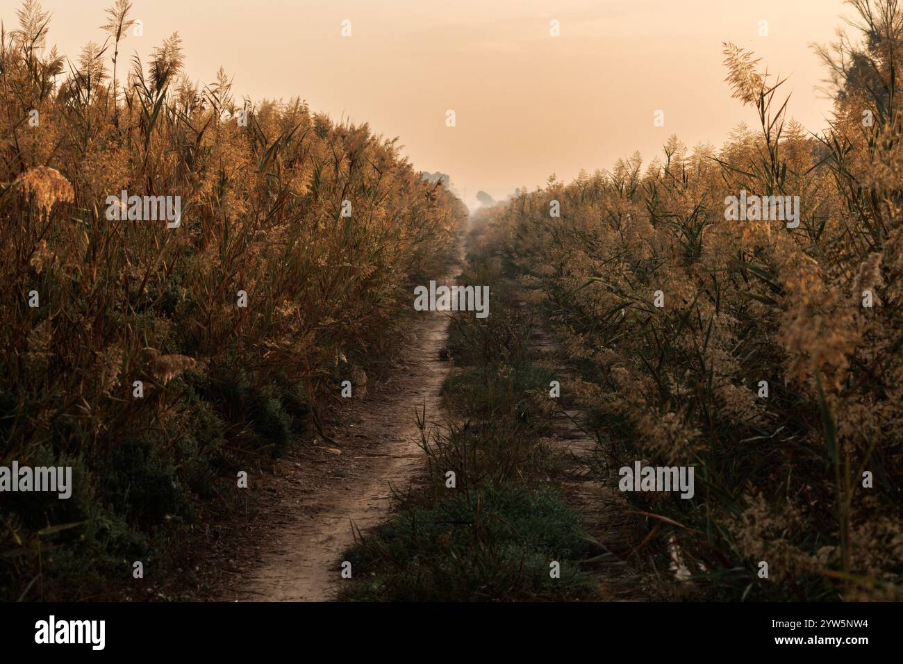 Sorvola la strada di accesso agli osservatori della porta sud nel Parco naturale El Hondo, Spagna Foto Stock
