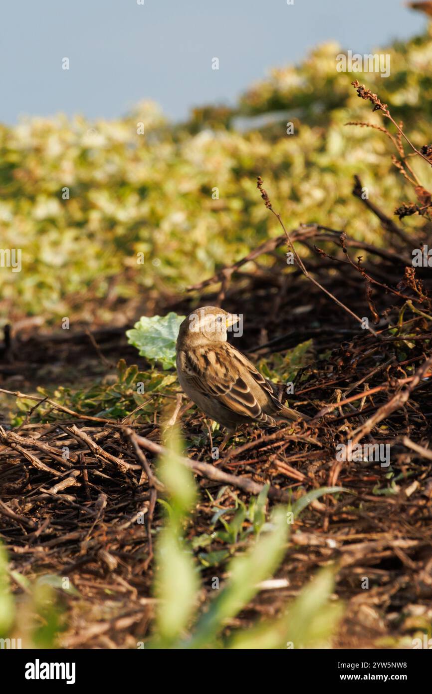 Cisticola juncidis tra la vegetazione della palude di Beniarres, Spagna Foto Stock
