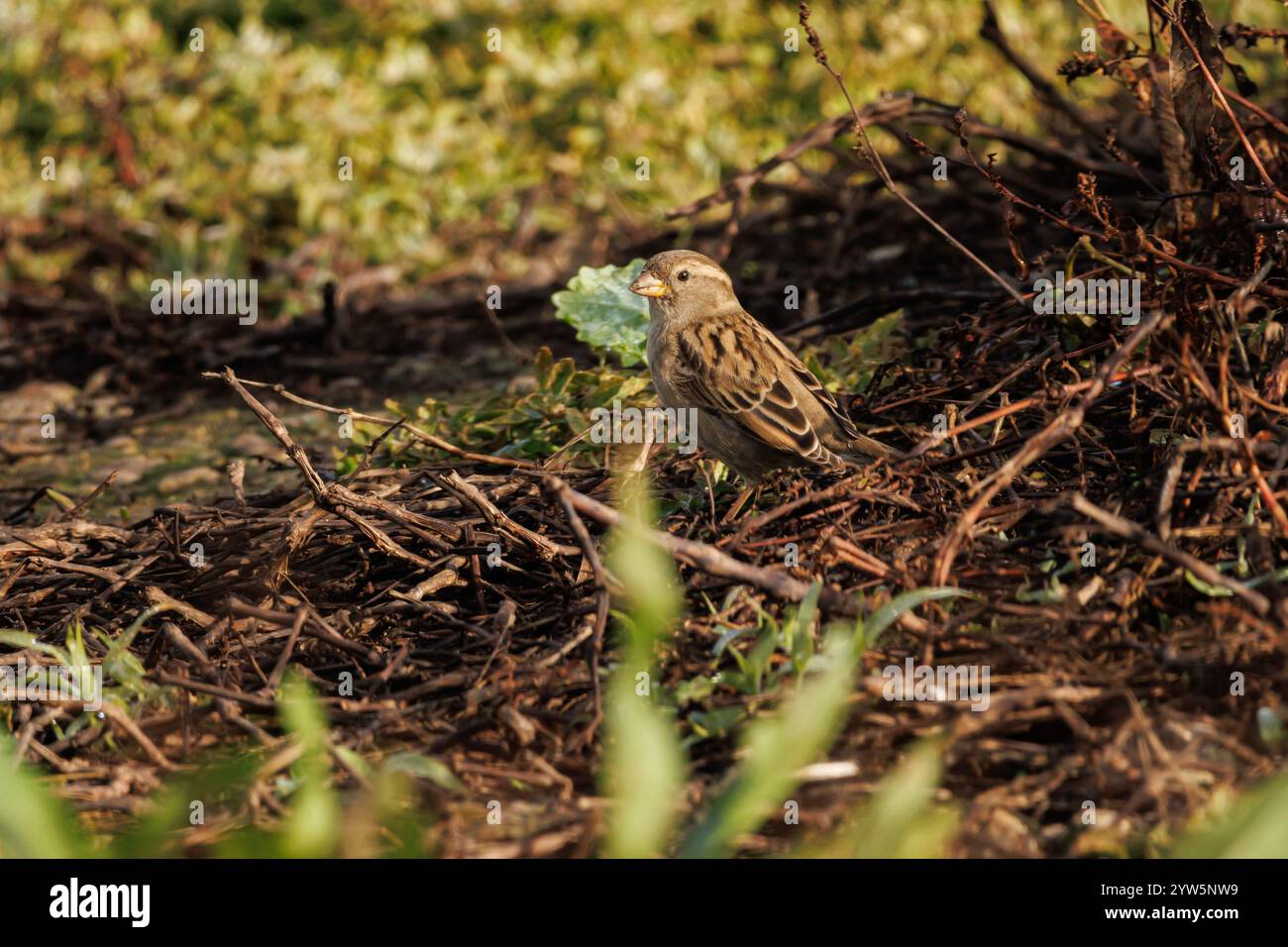 Cisticola juncidis tra la vegetazione della palude di Beniarres, Spagna Foto Stock