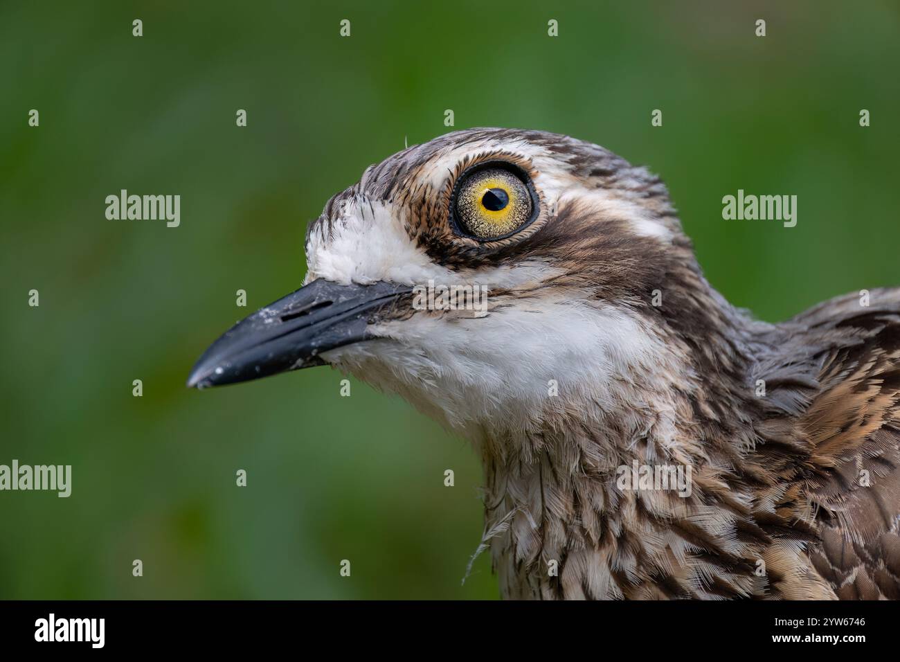 Ritratto di un Bush Stone-Curlew (Burhinus grallarius), North Stradbroke Island, Queensland, QLD, Australia Foto Stock