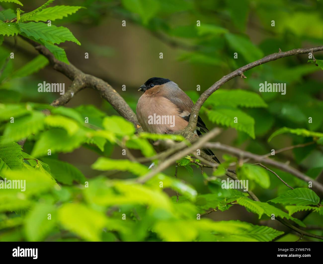 Un Bullfinch femmina appollaiato su una diramazione Foto Stock