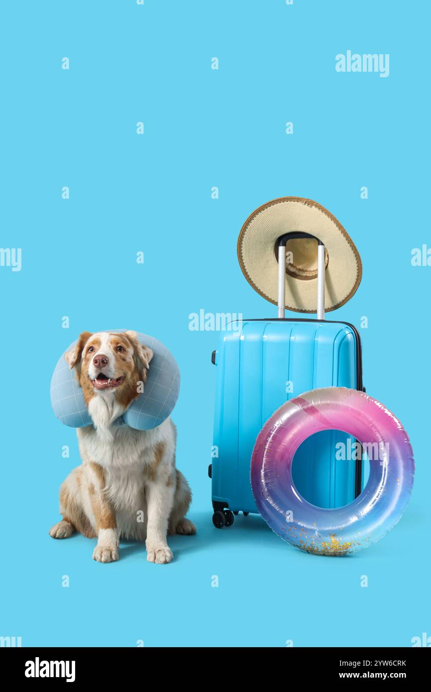 Simpatico pastore australiano con cuscino per collo e valigia su sfondo blu. Concetto di viaggio Foto Stock