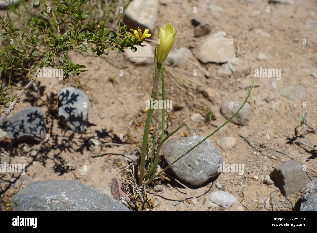 "Le bellezze in fiore del deserto del Chihuahuan: Le fiche d'India svelano i fiori di giallo-arancio assolati con i centri ardenti, mentre i cugini cholla mostrano il delic Foto Stock
