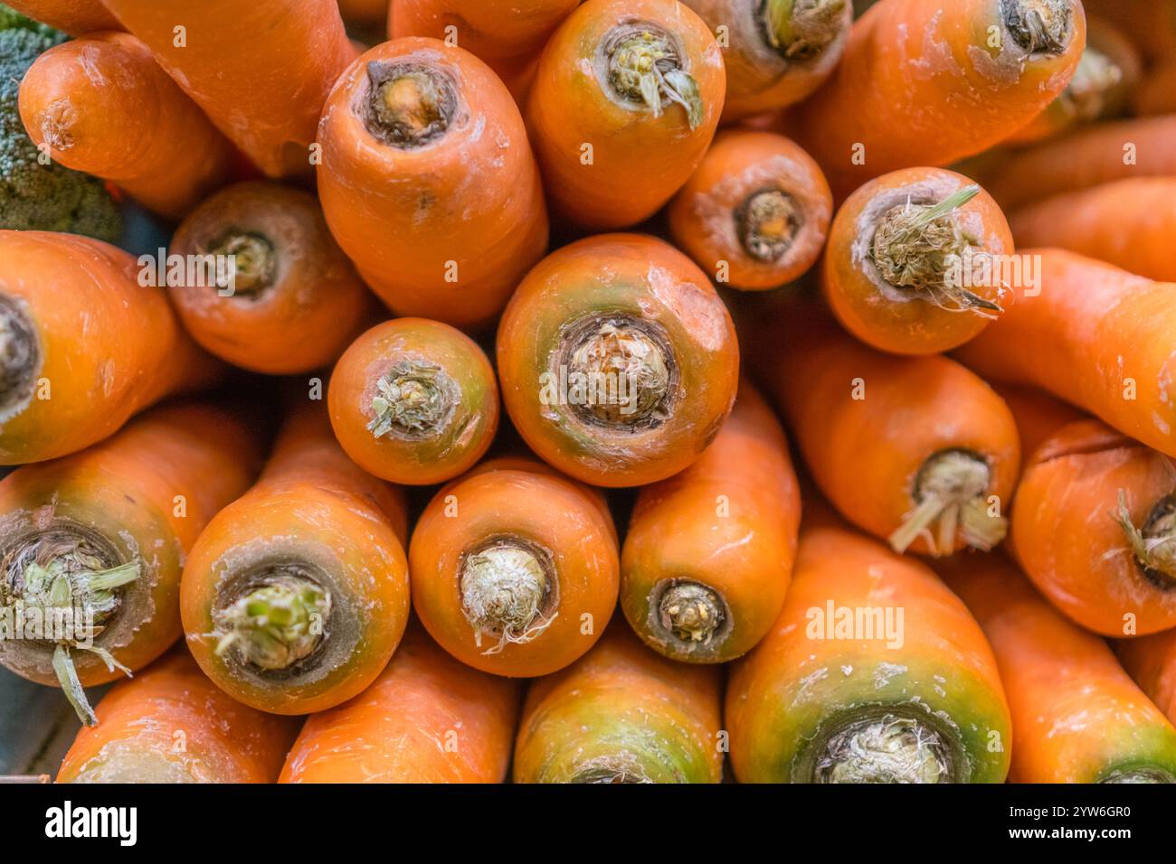 Primo piano di grandi carote arancioni in vendita al mercato dei prodotti. Foto Stock