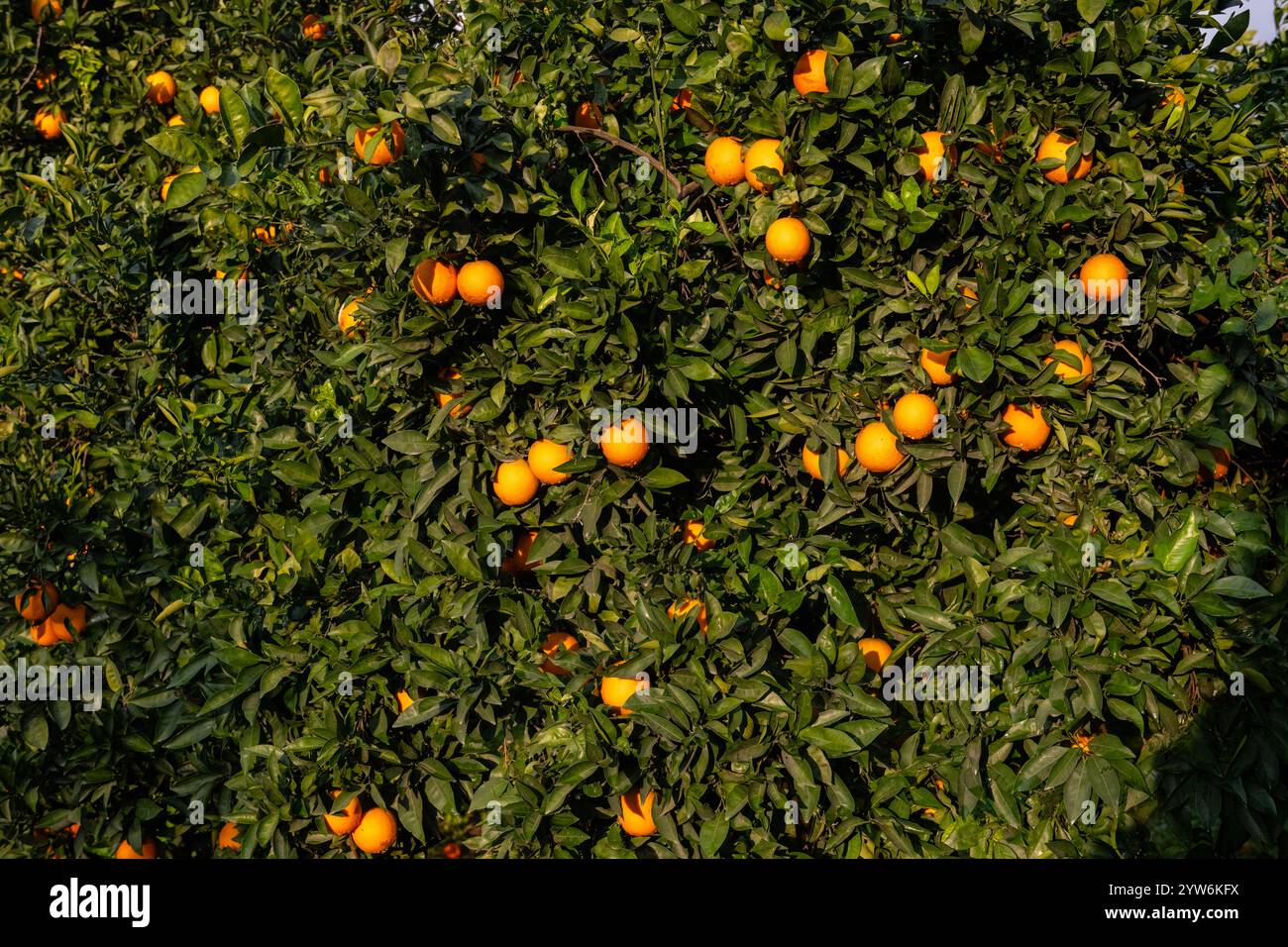 Nell'arancio, maturo, delizioso, arancio sul ramo. goccioline d'acqua sulle arance dopo la pioggia. Foto Stock