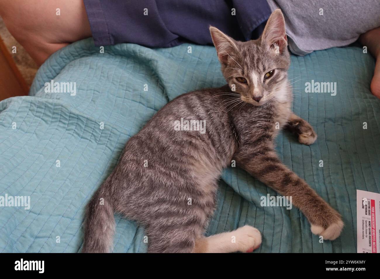 "Salvato dal caldo sole di luglio fuori Alamogordo, questo animato gattino grigio da tabby prospera ora, arroccato con orgoglio sotto il cielo azzurro e contente disteso Foto Stock