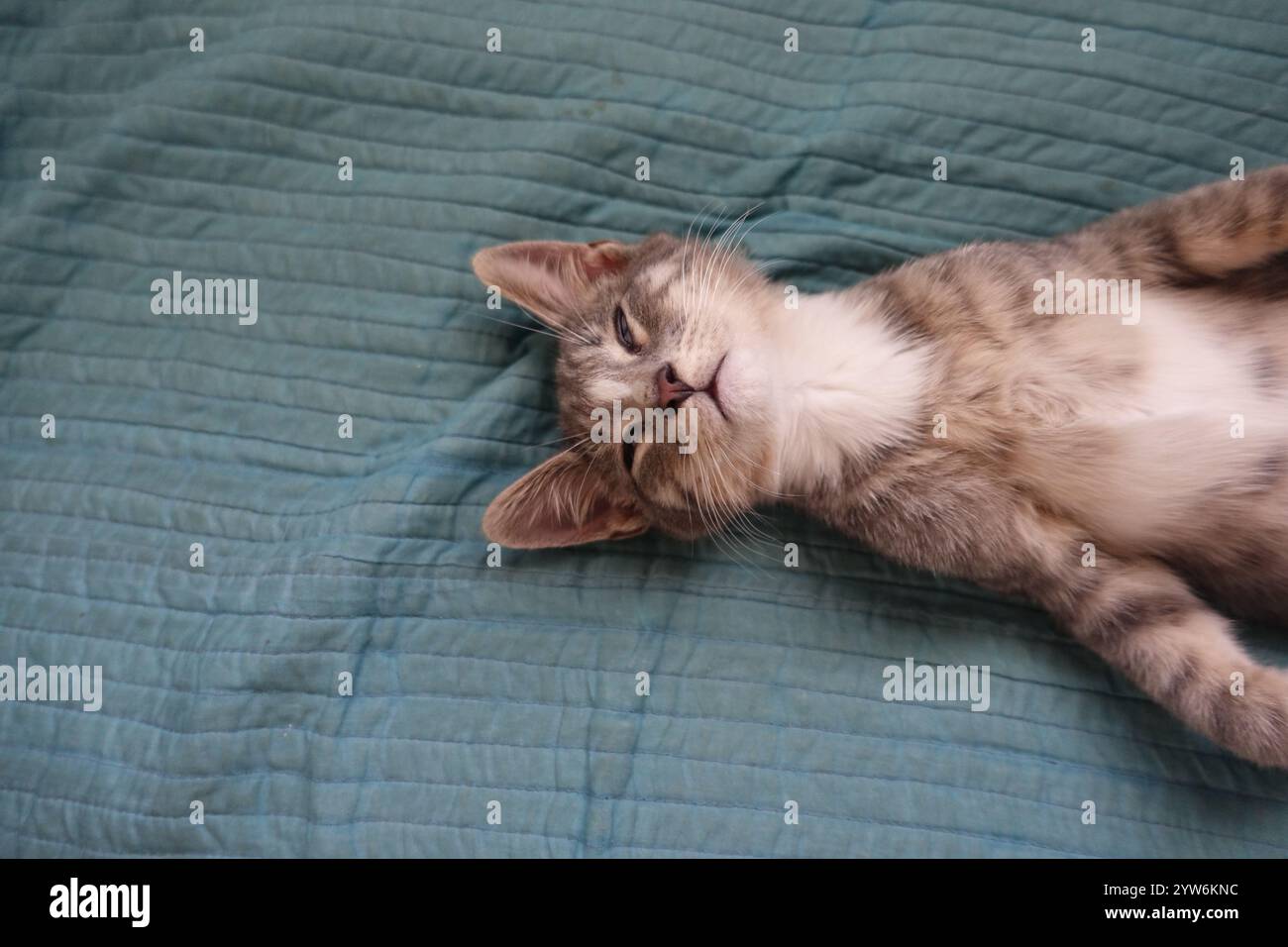"Salvato dal caldo sole di luglio fuori Alamogordo, questo animato gattino grigio da tabby prospera ora, arroccato con orgoglio sotto il cielo azzurro e contente disteso Foto Stock