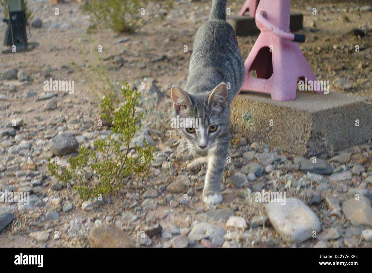 "Salvato dal caldo sole di luglio fuori Alamogordo, questo animato gattino grigio da tabby prospera ora, arroccato con orgoglio sotto il cielo azzurro e contente disteso Foto Stock