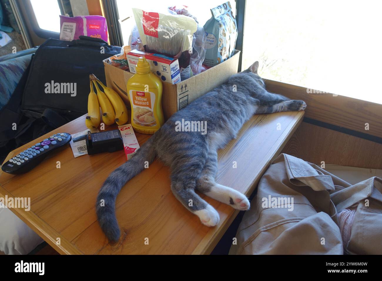"Salvato dal caldo sole di luglio fuori Alamogordo, questo animato gattino grigio da tabby prospera ora, arroccato con orgoglio sotto il cielo azzurro e contente disteso Foto Stock