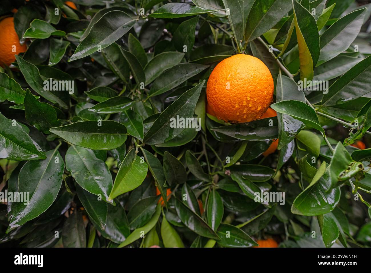 Nell'arancio, maturo, delizioso, arancio sul ramo. goccioline d'acqua sulle arance dopo la pioggia. Foto Stock