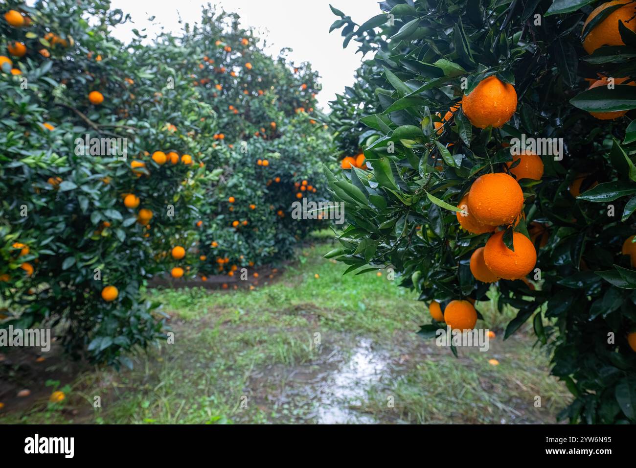 Nell'arancio, maturo, delizioso, arancio sul ramo. goccioline d'acqua sulle arance dopo la pioggia. Foto Stock