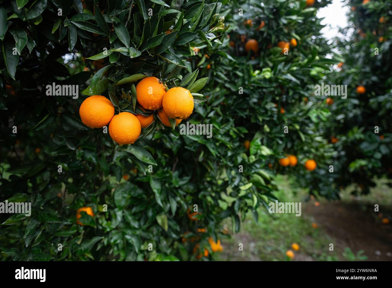 Nell'arancio, maturo, delizioso, arancio sul ramo. goccioline d'acqua sulle arance dopo la pioggia. Foto Stock