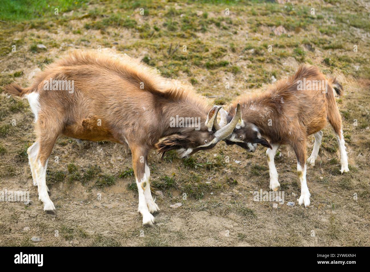 Due capre brune che si scontrano con le corna in un'area erbosa aperta, simbolo della competizione, Foto Stock