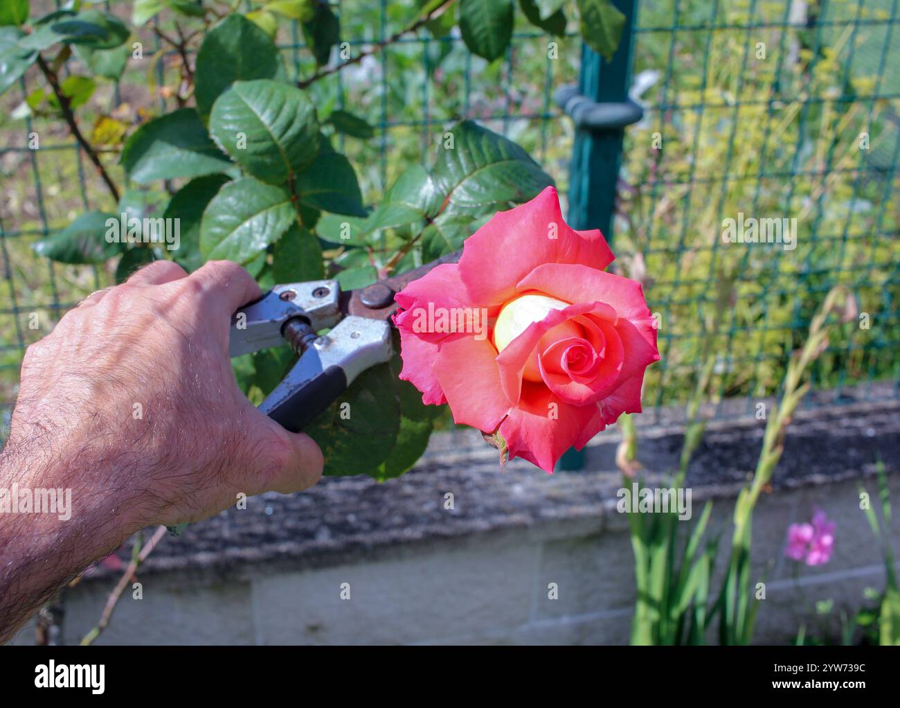 un uomo che taglia una rosa con le forbici da rifilatura nel suo giardino Foto Stock