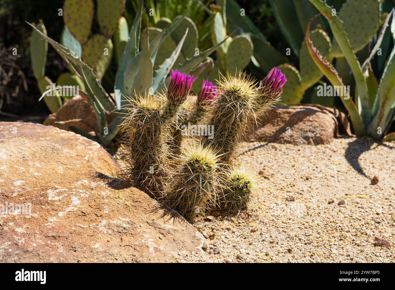 Gruppetto di cactus porcospino con fiori viola vividi alla luce del sole, Echinocereus in fiore nel deserto Foto Stock