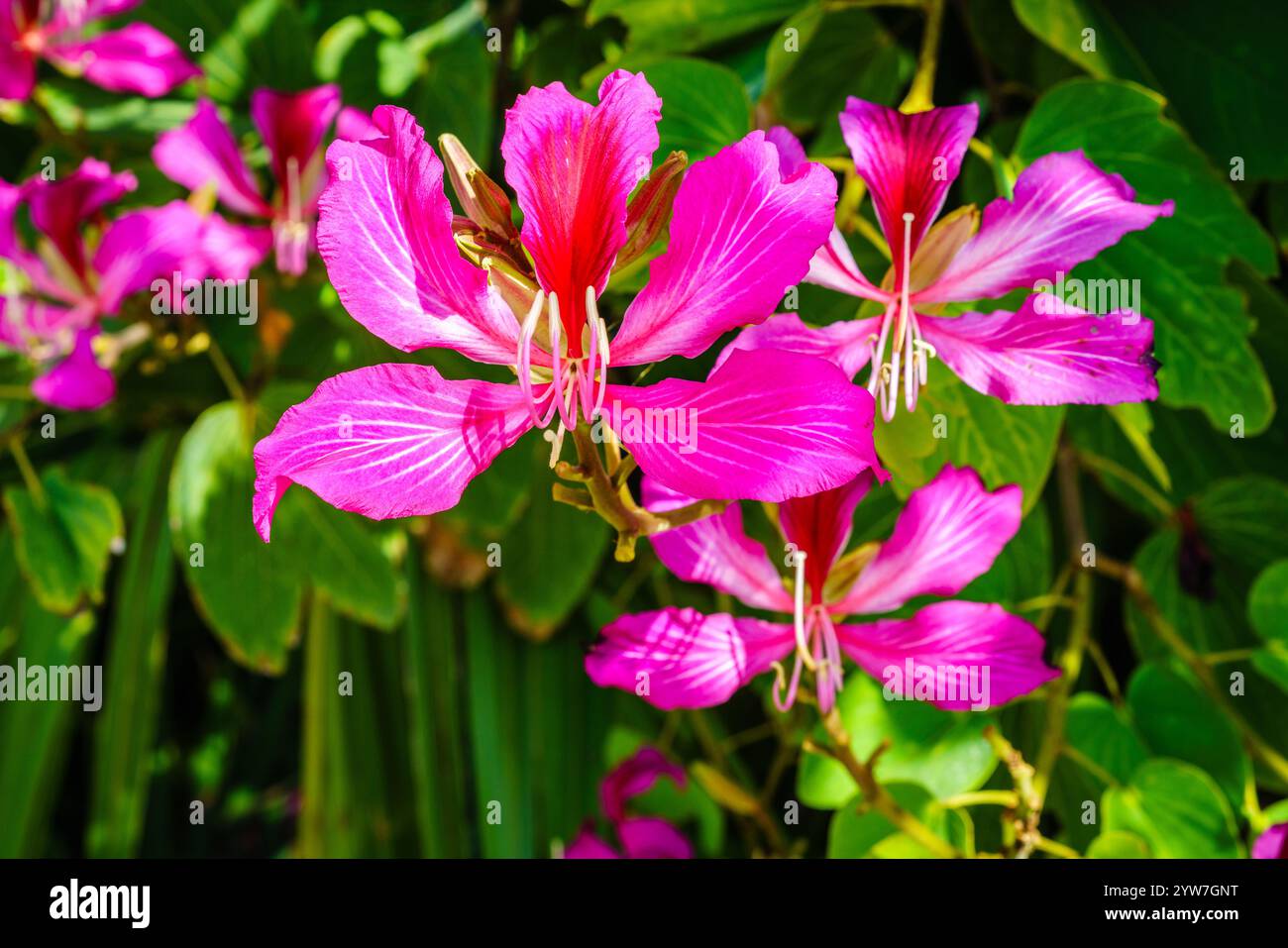 Immagine ravvicinata dei fiori dell'albero delle orchidee di Hong Kong Foto Stock