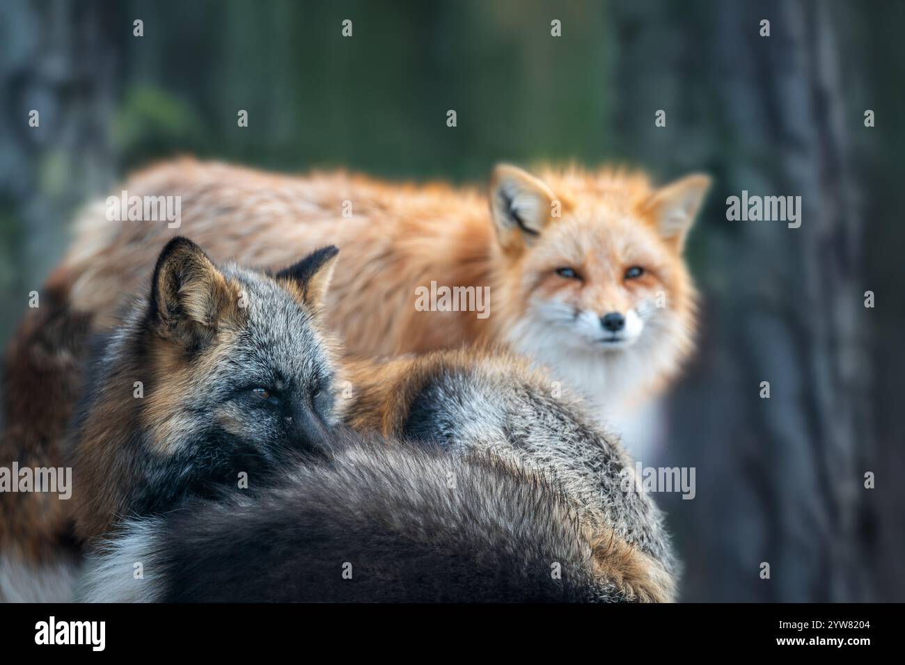 In una foresta tranquilla, due volpi si interagiscono tra loro mentre la luce dell'alba filtra tra tra gli alberi, mettendo in risalto la loro pelliccia vivace e l'espressione curiosa Foto Stock