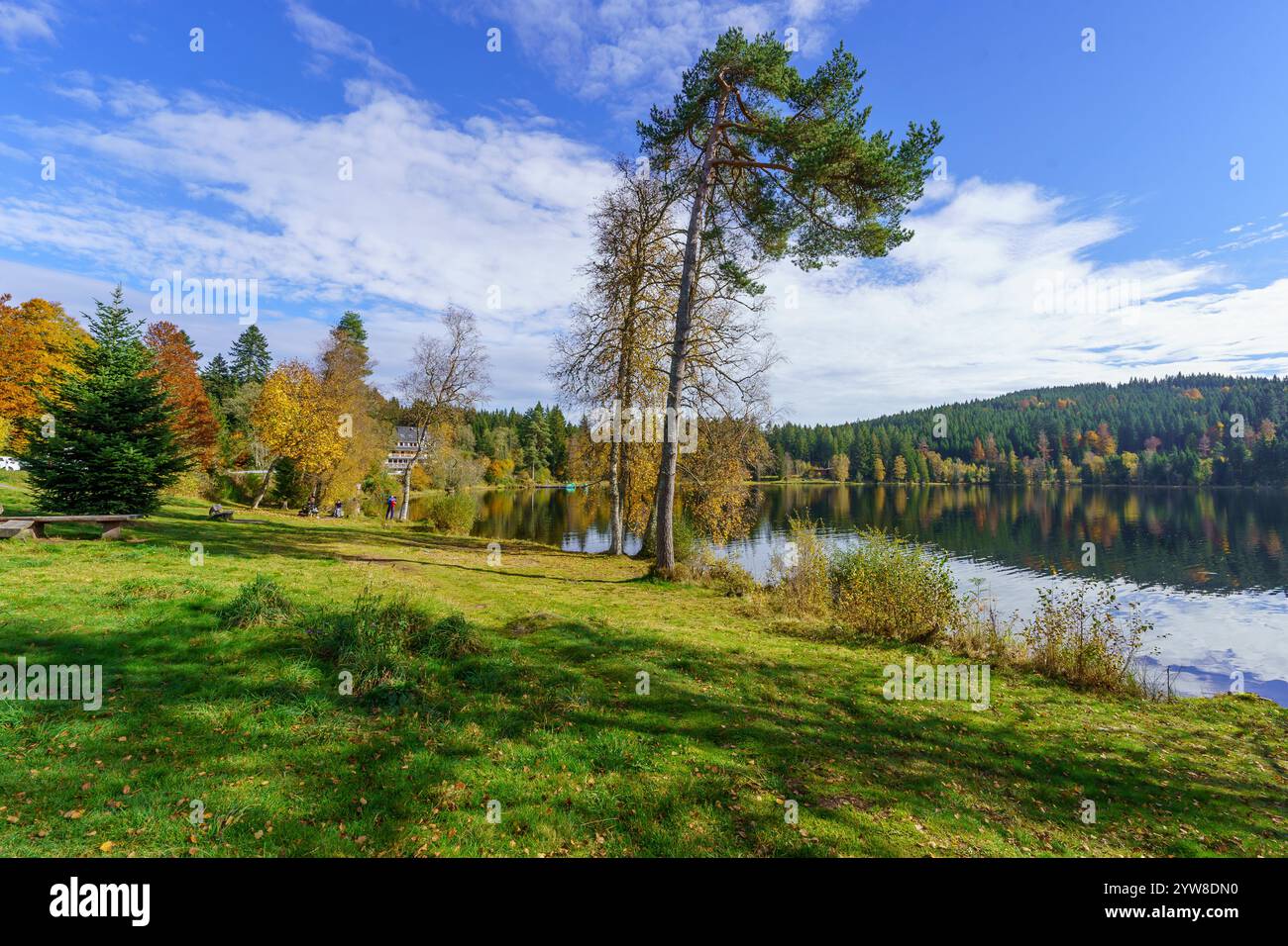 Vista del lago Windgfallweiher, nella Foresta Nera, Baden-Wurttemberg, Germania sud-occidentale Foto Stock