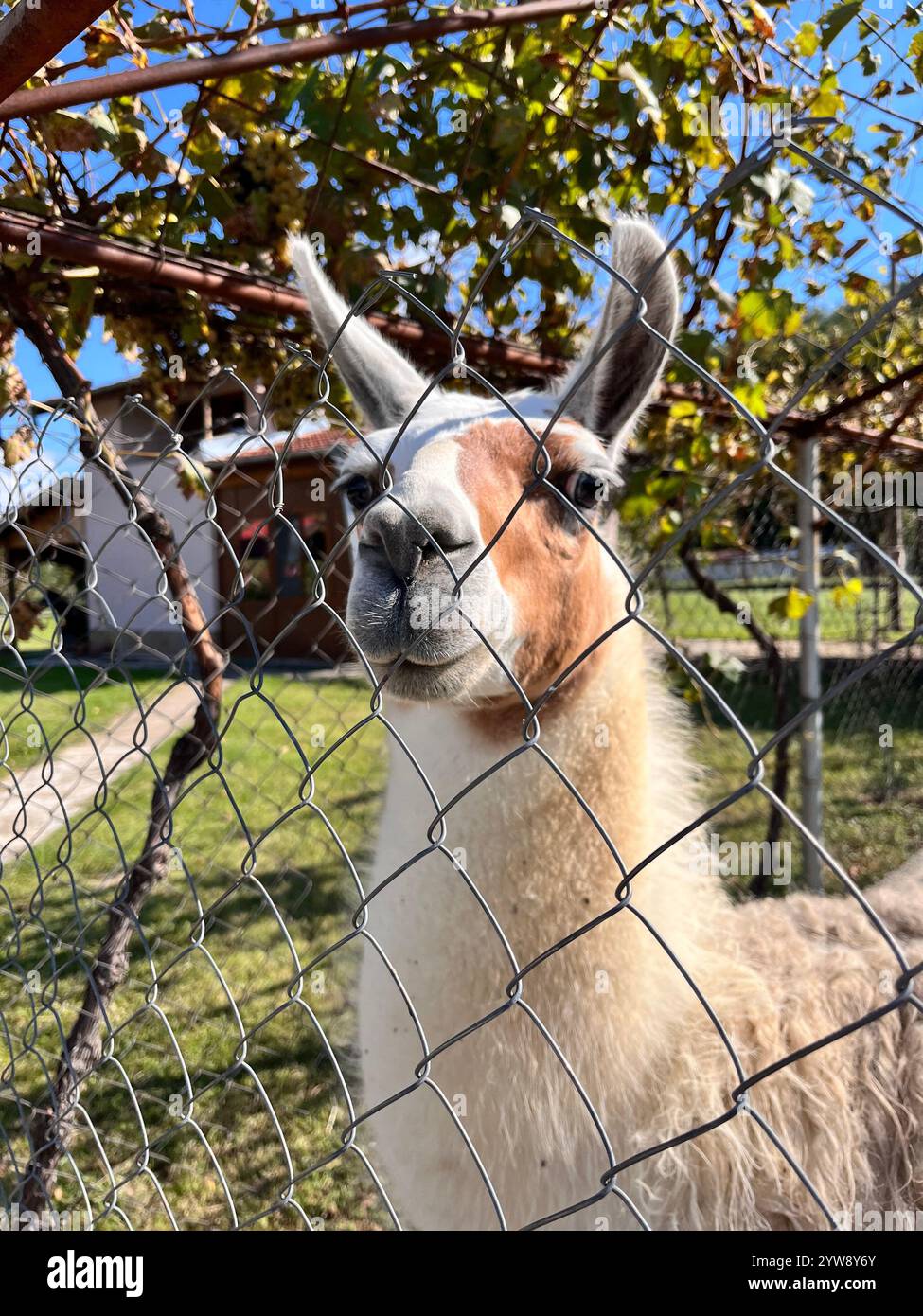 Lama, lama di lama, camelide addomesticato, animale addomesticato, camelide, animale in cattività, dietro la recinzione, lama in cattività, Bulgaria, Europa orientale, Balcani - Immagine stock catturata con smartphone