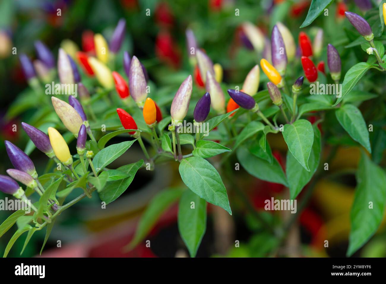 Peperoncini multicolor arcobaleno, Capsicum annuum Foto Stock