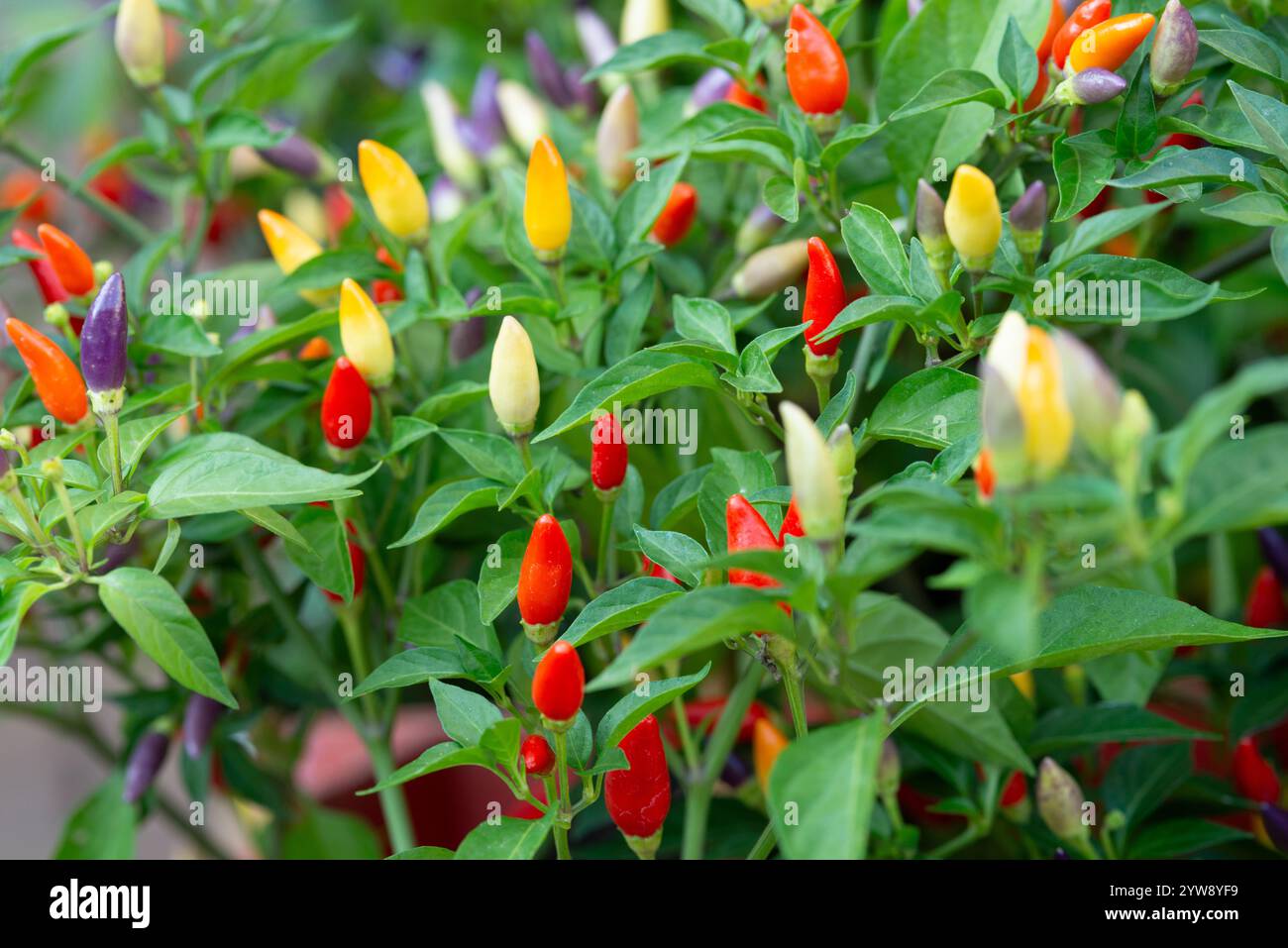 Peperoncini multicolor arcobaleno, Capsicum annuum Foto Stock