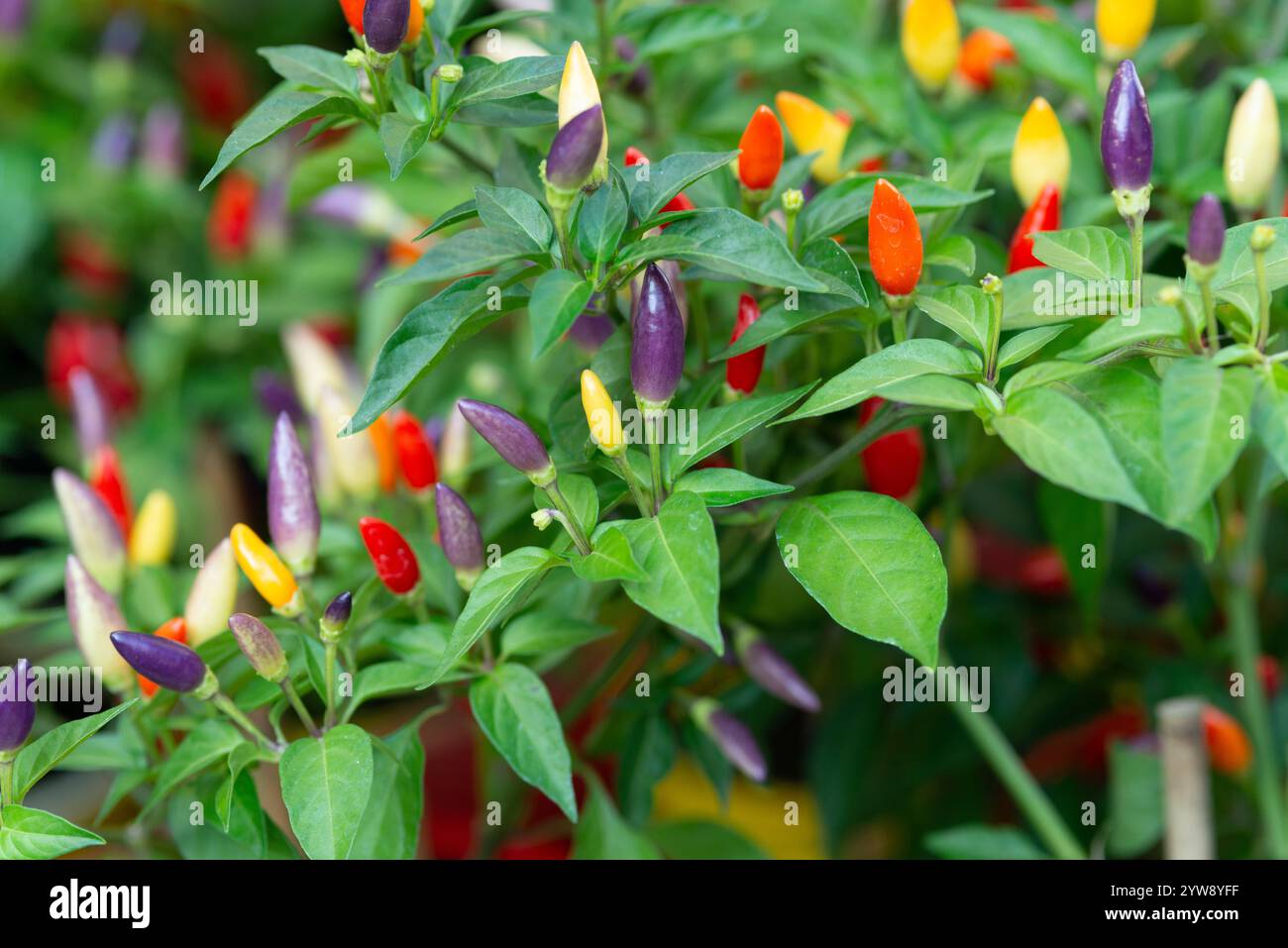 Peperoncini multicolor arcobaleno, Capsicum annuum Foto Stock
