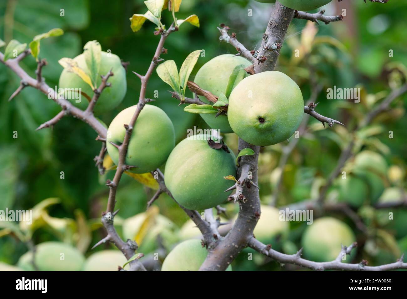 Chaenomeles cathayensis, cotogna cinese in fiore, frutti giallo-verdi sull'albero all'inizio dell'autunno. Foto Stock
