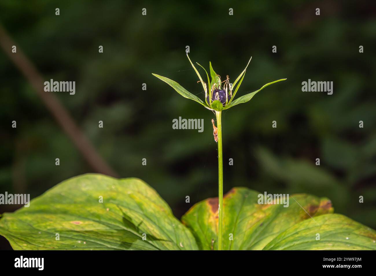 Pianta molto velenosa Raven's eye quadrifolia parigina a quattro foglie, nota anche come bacca o True Lovers Knot che cresce in natura in una foresta. Foto Stock