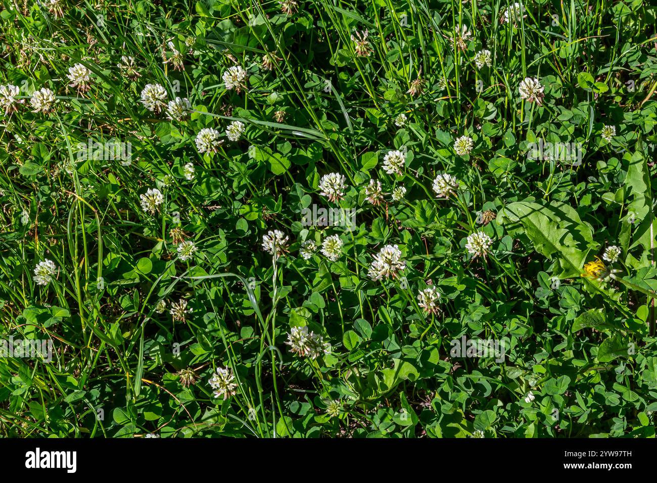 Fiori di trifoglio bianco tra l'erba. Trifolium si ritendisce. Foto Stock