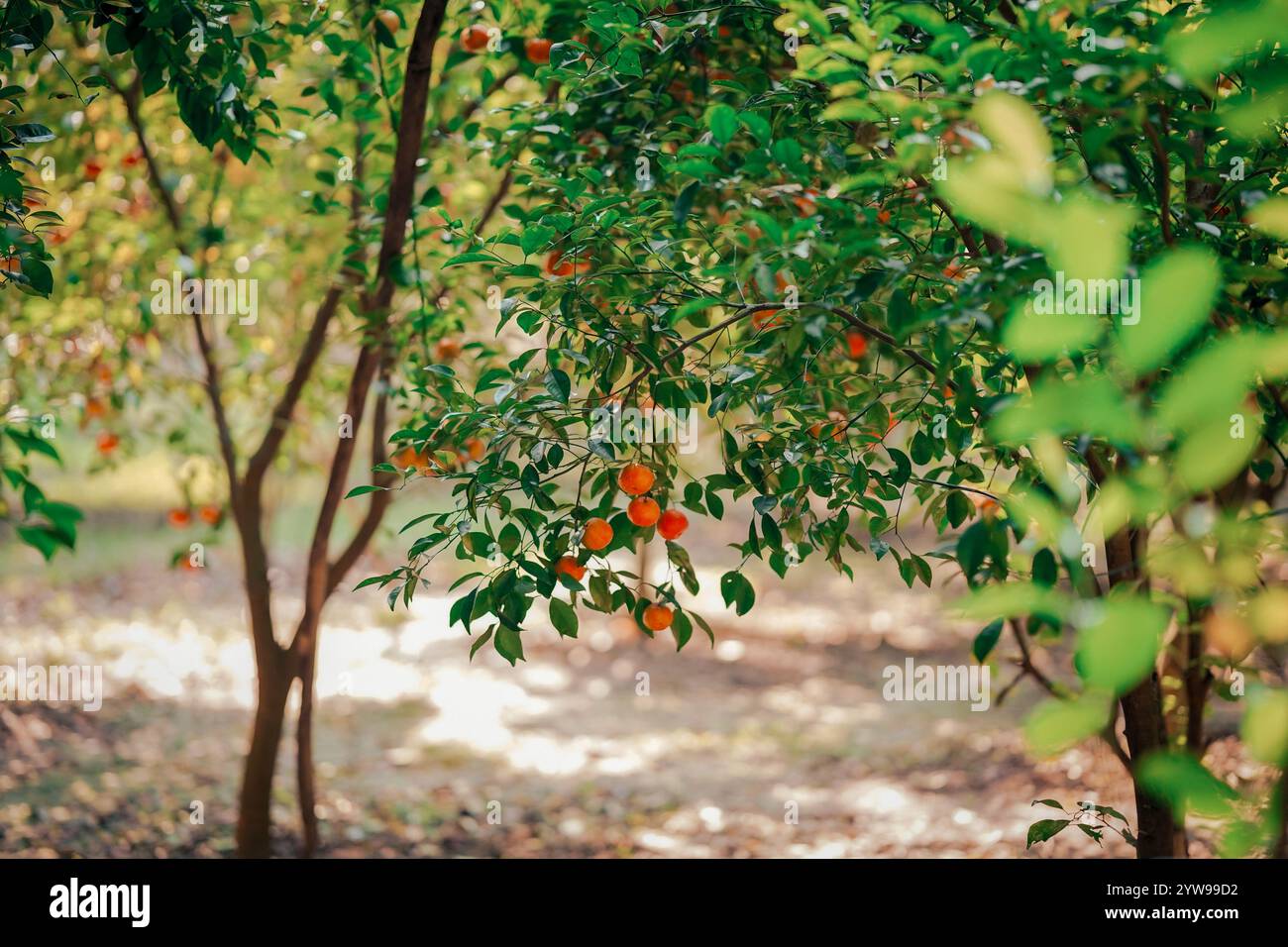 Arancia matura sui rami di un lussureggiante agrumi alla luce del sole Foto Stock