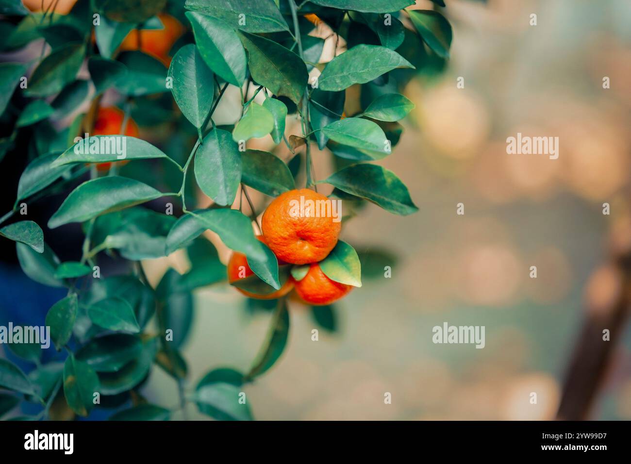 Arancia matura sui rami di un lussureggiante agrumi alla luce del sole Foto Stock