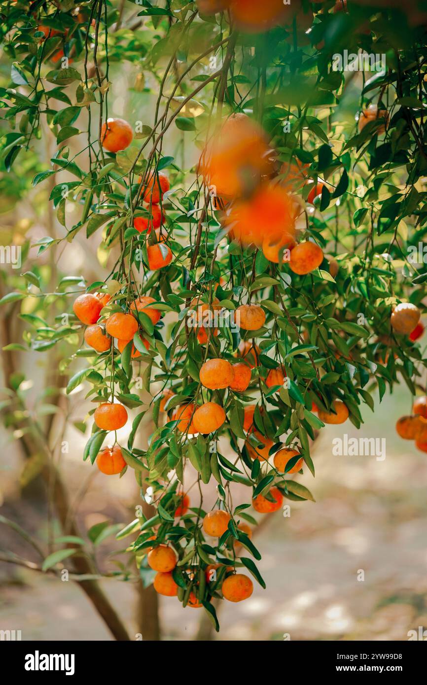Arancia matura sui rami di un lussureggiante agrumi alla luce del sole Foto Stock