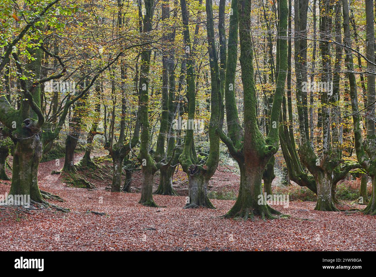 Foresta di faggi a Vizcaya. Hayedo Otzarreta, Gorbeia. Paesaggio autunnale. Spagna Foto Stock