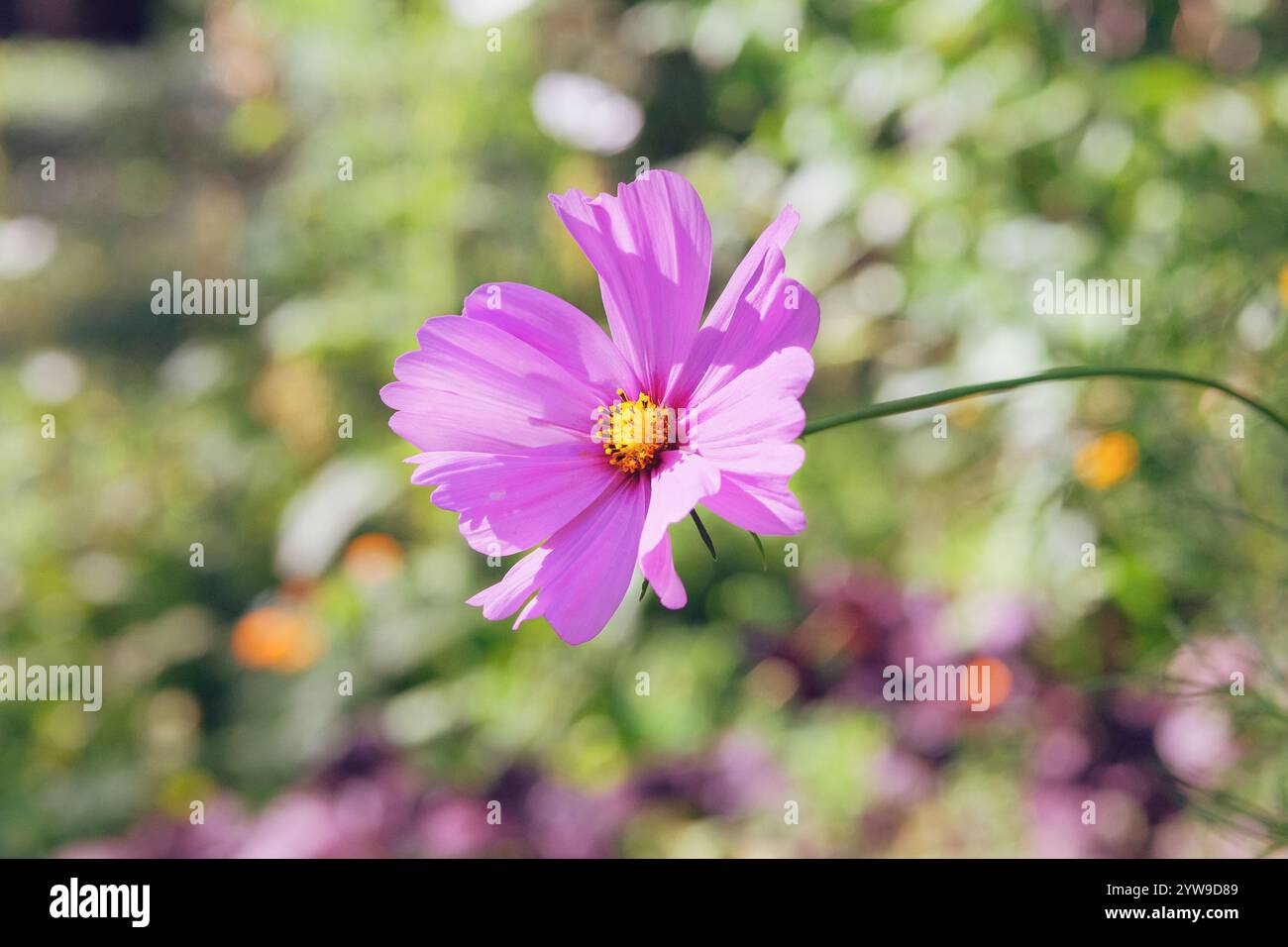 COSMOS nel giardinaggio. Fiori COSMOS. Fiori selvatici viola nel prato. Giardino del cottage. Piante ornamentali da giardino. Foto Stock