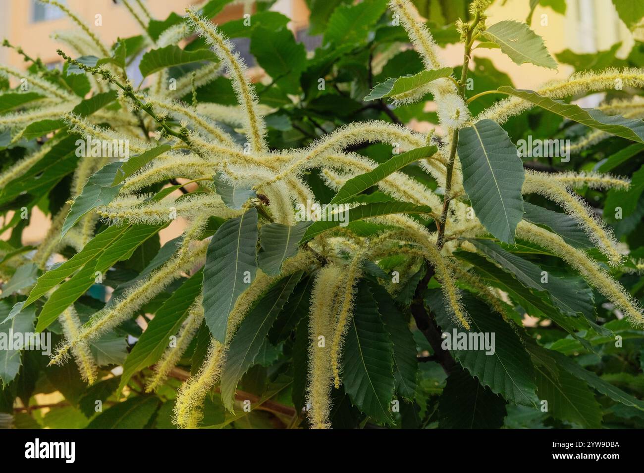 Castanea sativa cresce in giardino. Albero in fiore nel parco. Giardino del cottage. Giornata di sole. Foto Stock