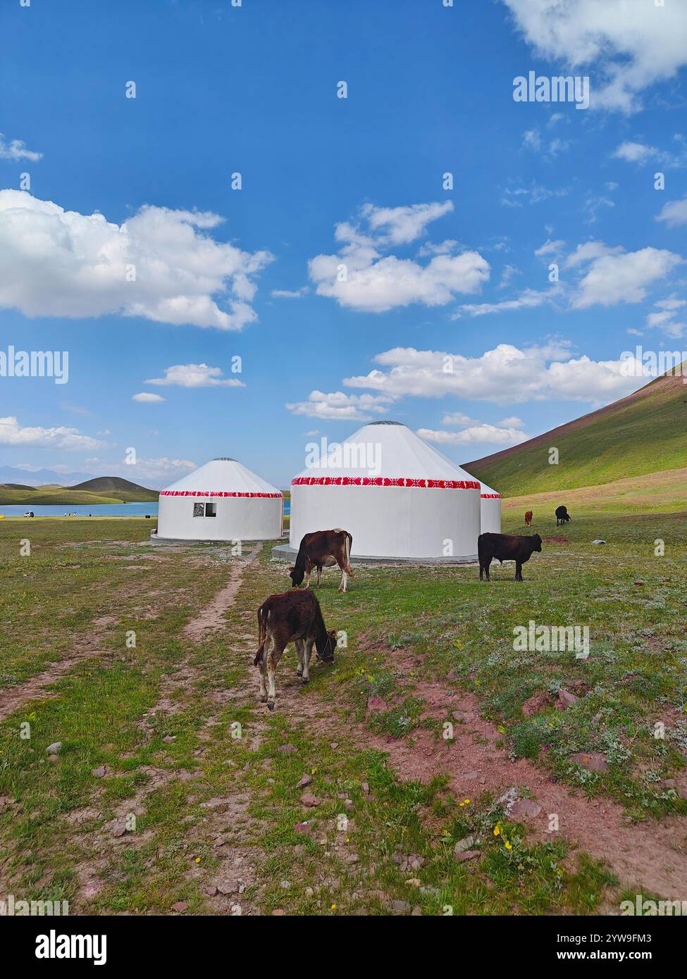 Le mucche pascolano pacificamente vicino a yurte bianche in un paesaggio verde vivace con montagne lontane e cieli blu. Foto Stock