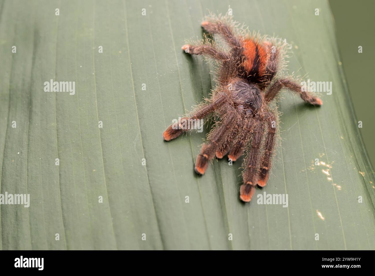 Tarantola a punta rosa. Riposa su una foglia di giungla. Concentrati sugli occhi. spazio per una copia. Foto Stock