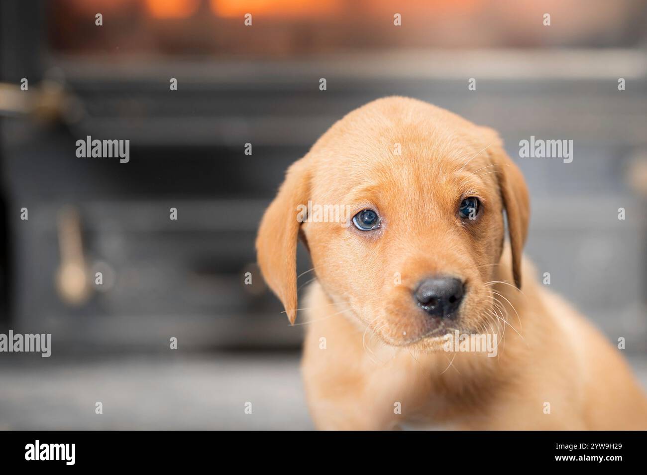 Un cucciolo di volpe rossa Labrador, noto anche come Ruby Labrador Foto Stock