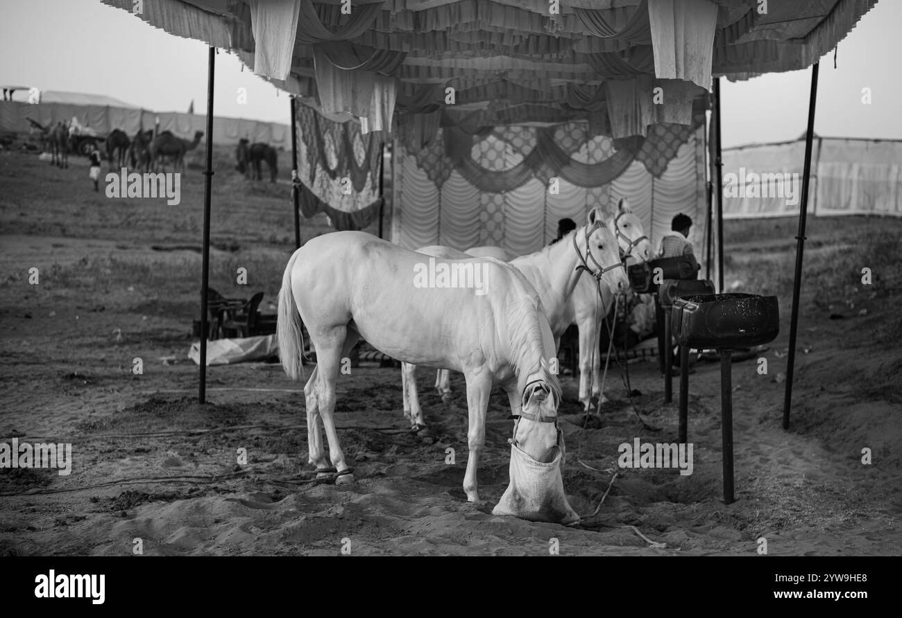 Pushkar Camel Fair Foto Stock