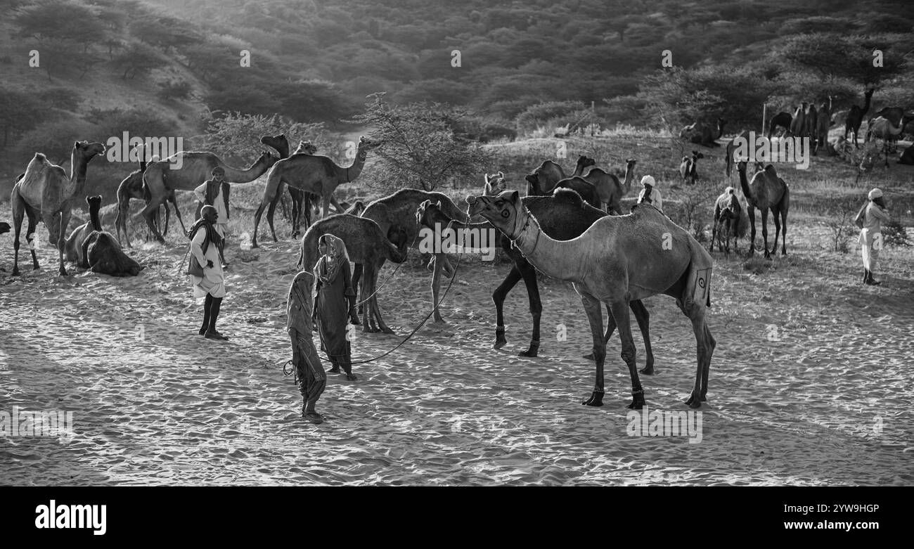 Pushkar Camel Fair Foto Stock