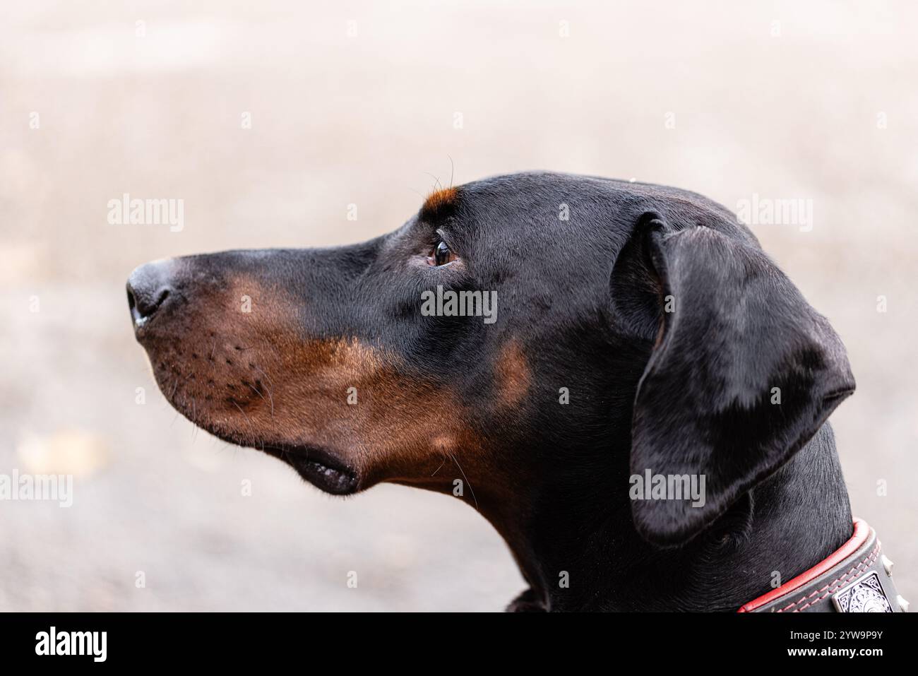 Doberman maschio con orecchie non corte che guardano fuori dalla telecamera, profilo laterale, bocca chiusa. Foto Stock