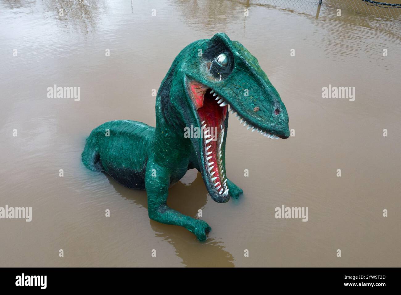 Stourport-on-Severn, Worcestershire, 10 dicembre 2024 - Dennis il dinosauro ha la pancia bagnata. - Il livello dell'acqua è salito attraverso Stourport-on-Severn lunedì, quando la tempesta Darragh ha portato gravi aree di allerta sulle inondazioni lungo il fiume Severn. Un modello di dinosauro in un campo da minigolf, chiamato Dennis dai locali che lo usano come misuratore dell'altezza delle inondazioni, è ora "altezza ventre" Geoffrey la giraffa è anche "profondità del collo" nelle vicinanze. Anche una nave pirata che arrampicava era entrata nelle acque e divenne uno scivolo d'acqua. La zona fieristica di Treasure Island è ora più isola di prima. Crediti: British News and Media/Alamy Live N Foto Stock