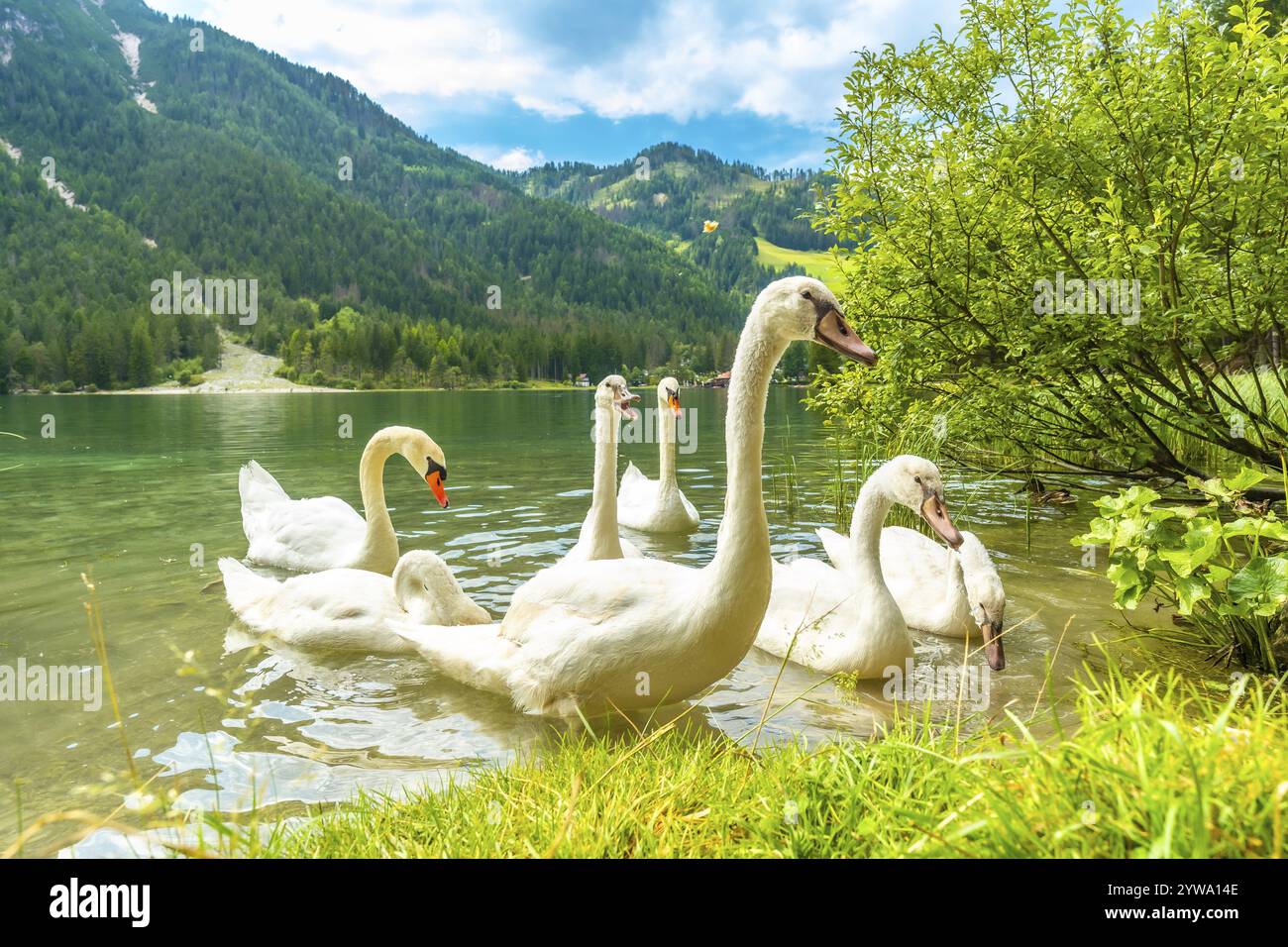 Cigni bianchi che nuotano nelle verdi acque del lago di dobbiaco con le dolomiti sullo sfondo, in una splendida giornata estiva Foto Stock