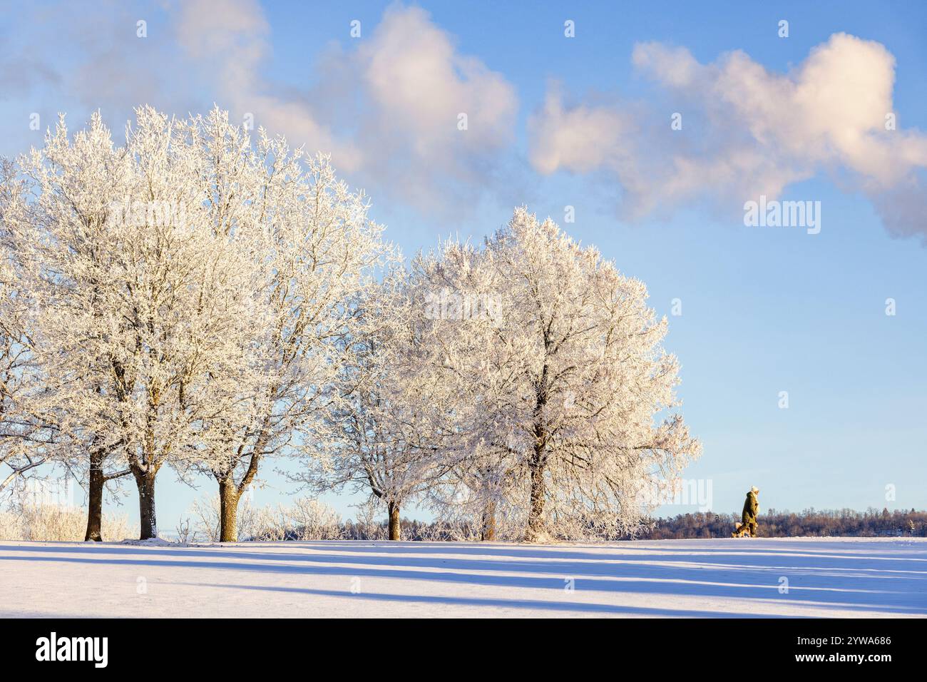 Alberi ghiacciati in un parco con una persona che cammina con un cane una fredda giornata invernale Foto Stock