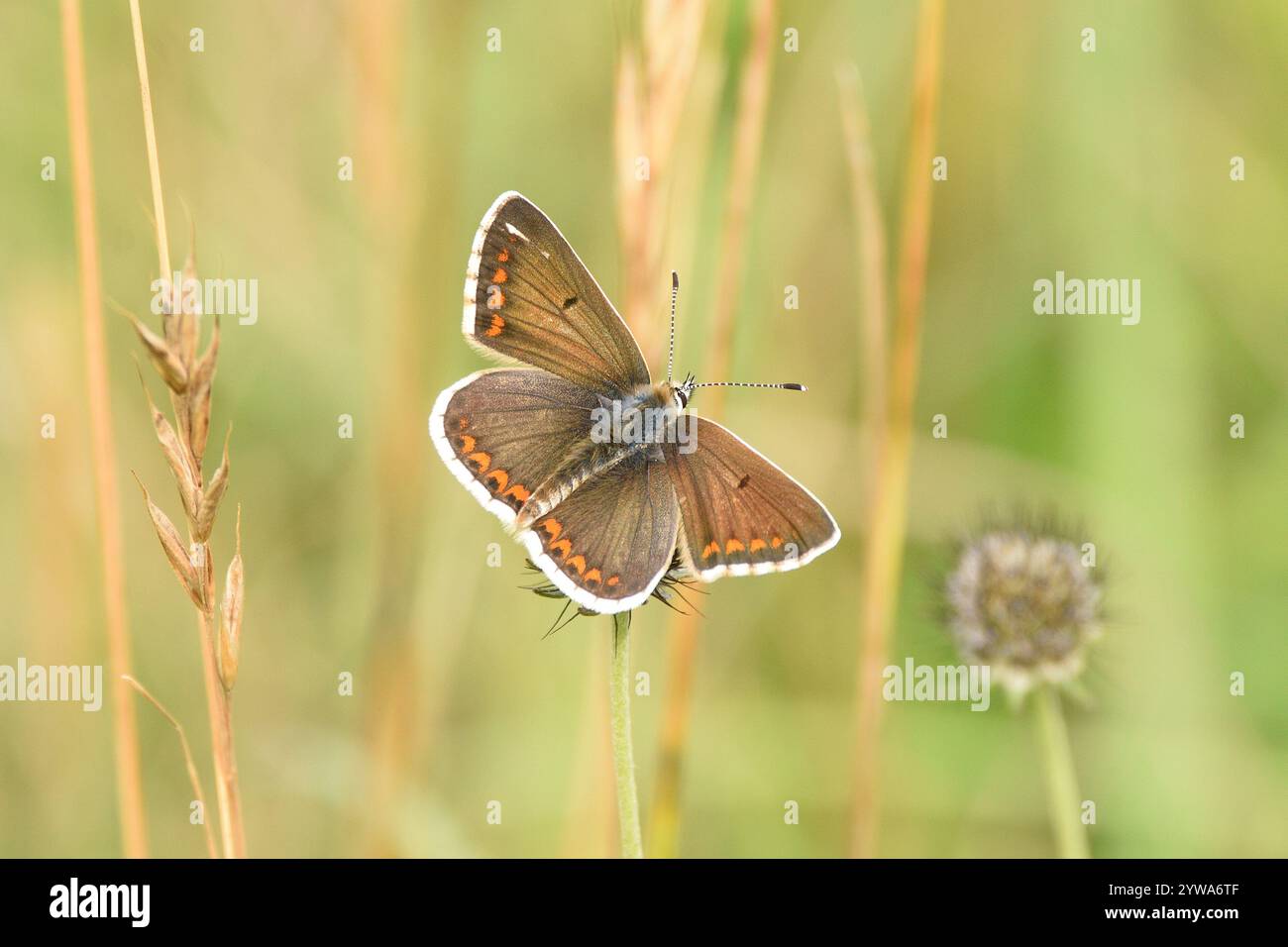 Farfalla Brown Argus su una testa di semi di fiori selvatici. Buckinghamshire, Inghilterra, Regno Unito. Foto Stock